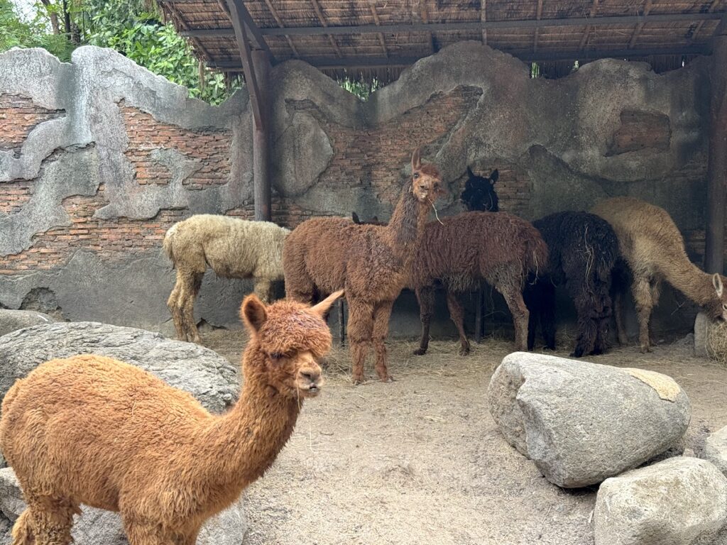 Alpaca