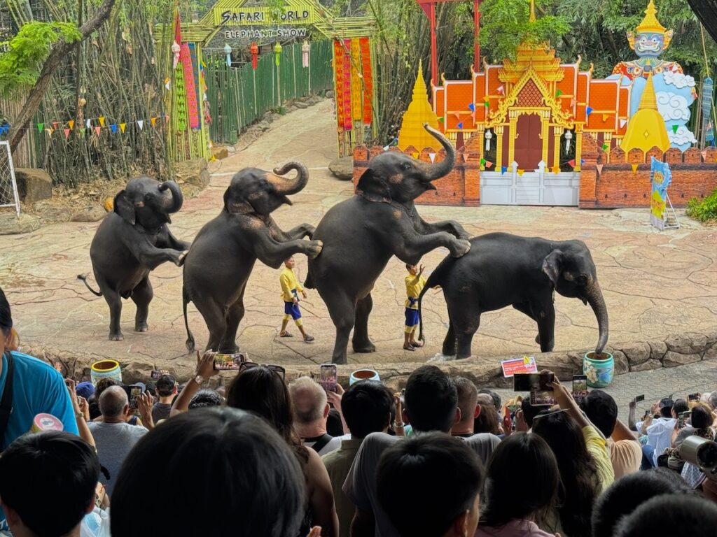 Elephant show