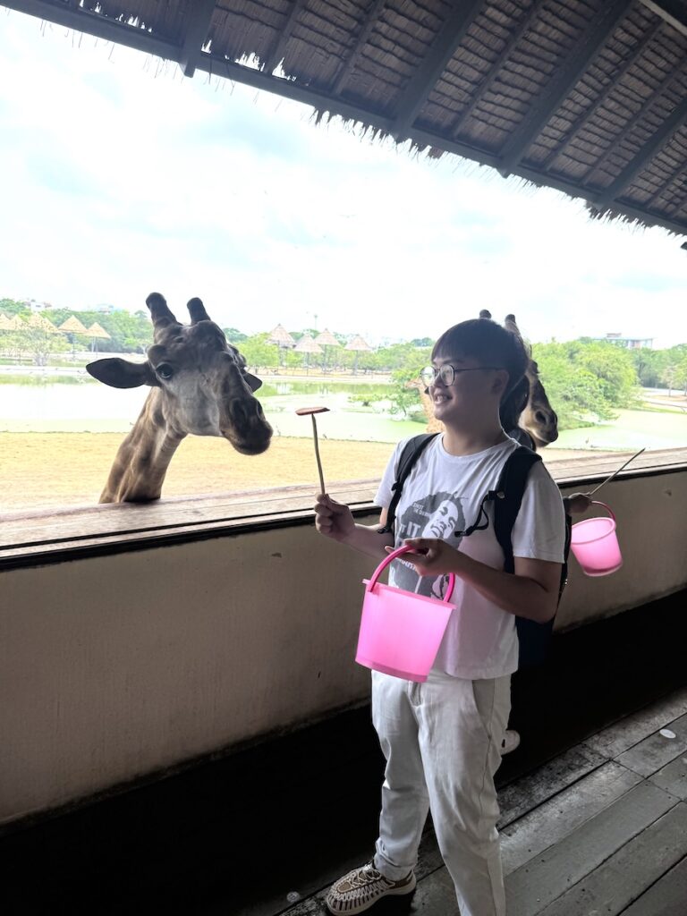 Feeding the giraffes