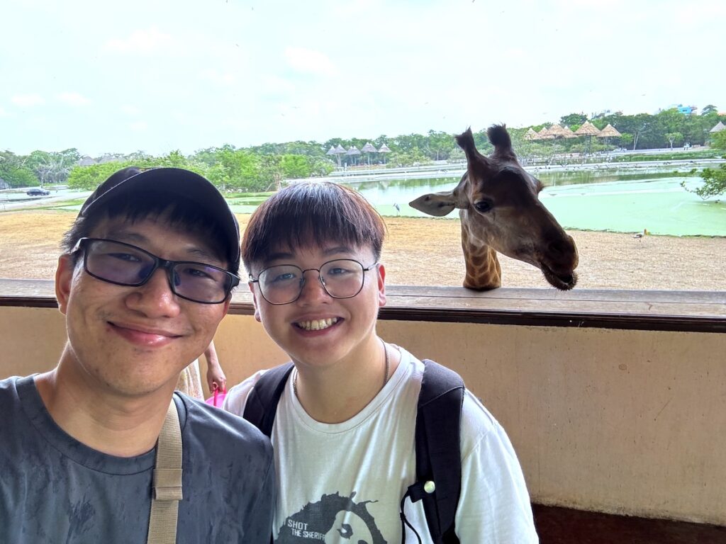 Feeding the giraffes