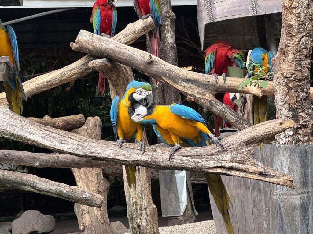 Parrots (or macaws?)