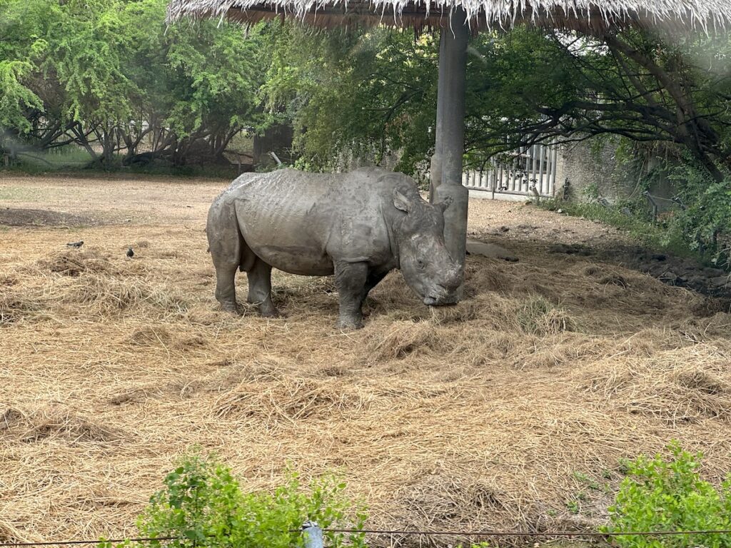 Rhino