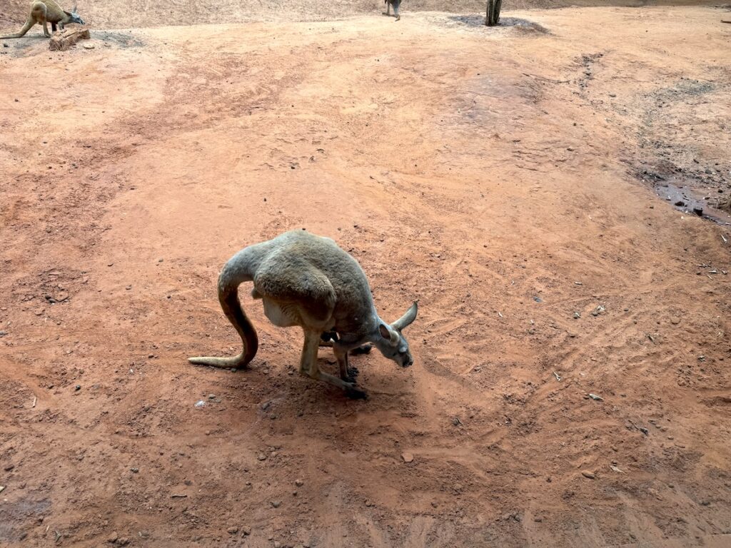 Kangaroo